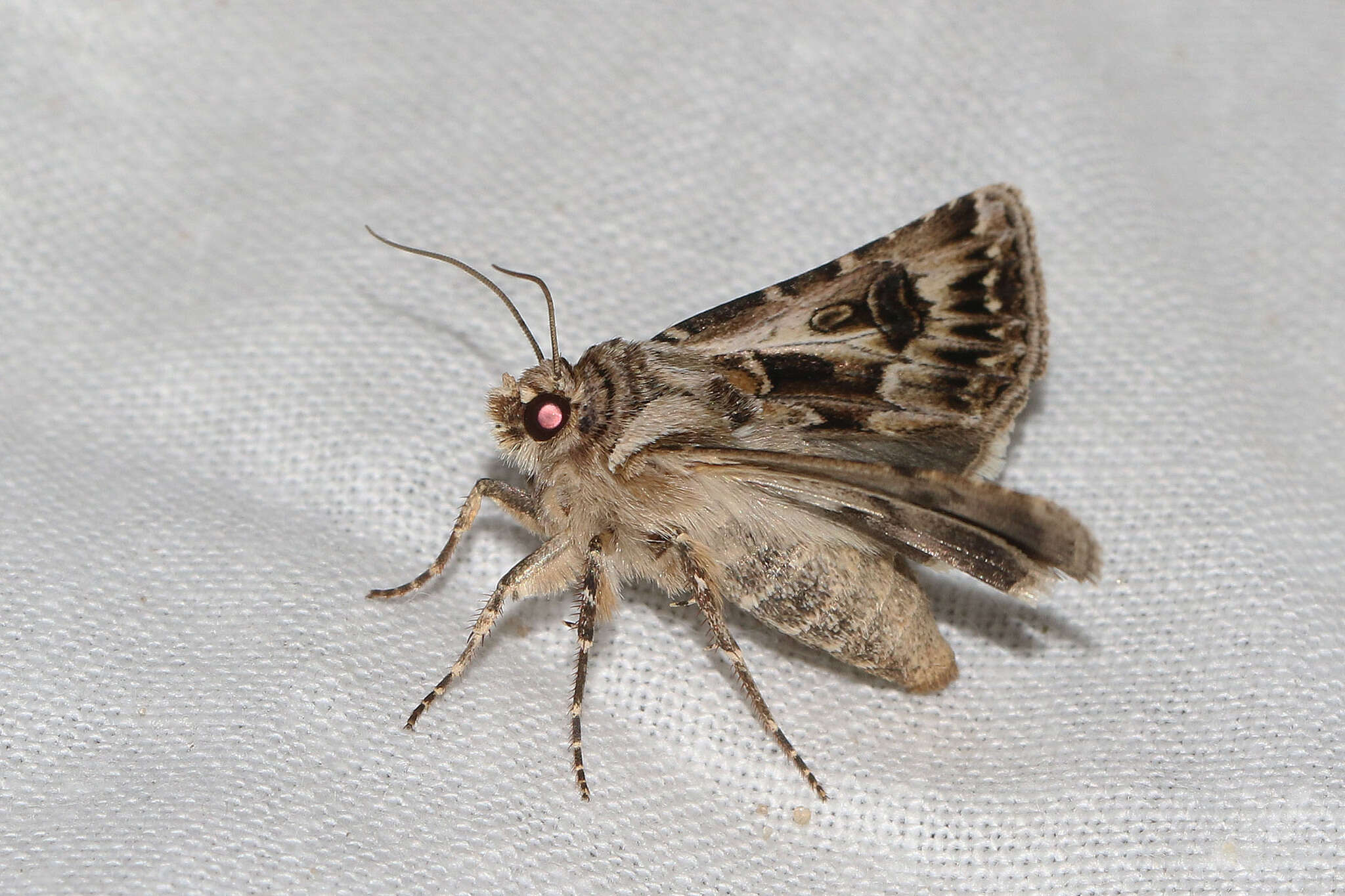 Agrotis vestigialis Hüfnagel 1766的圖片