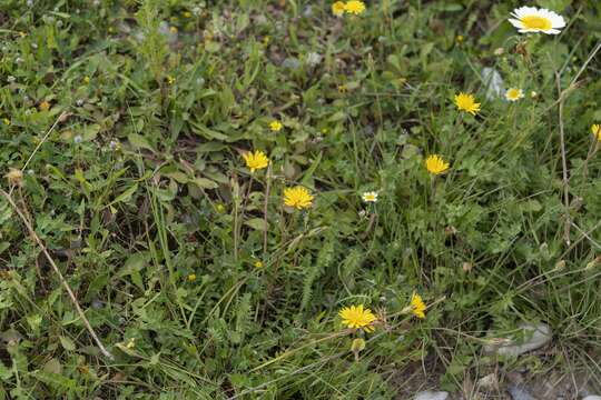 Image of Hyoseris radiata L.