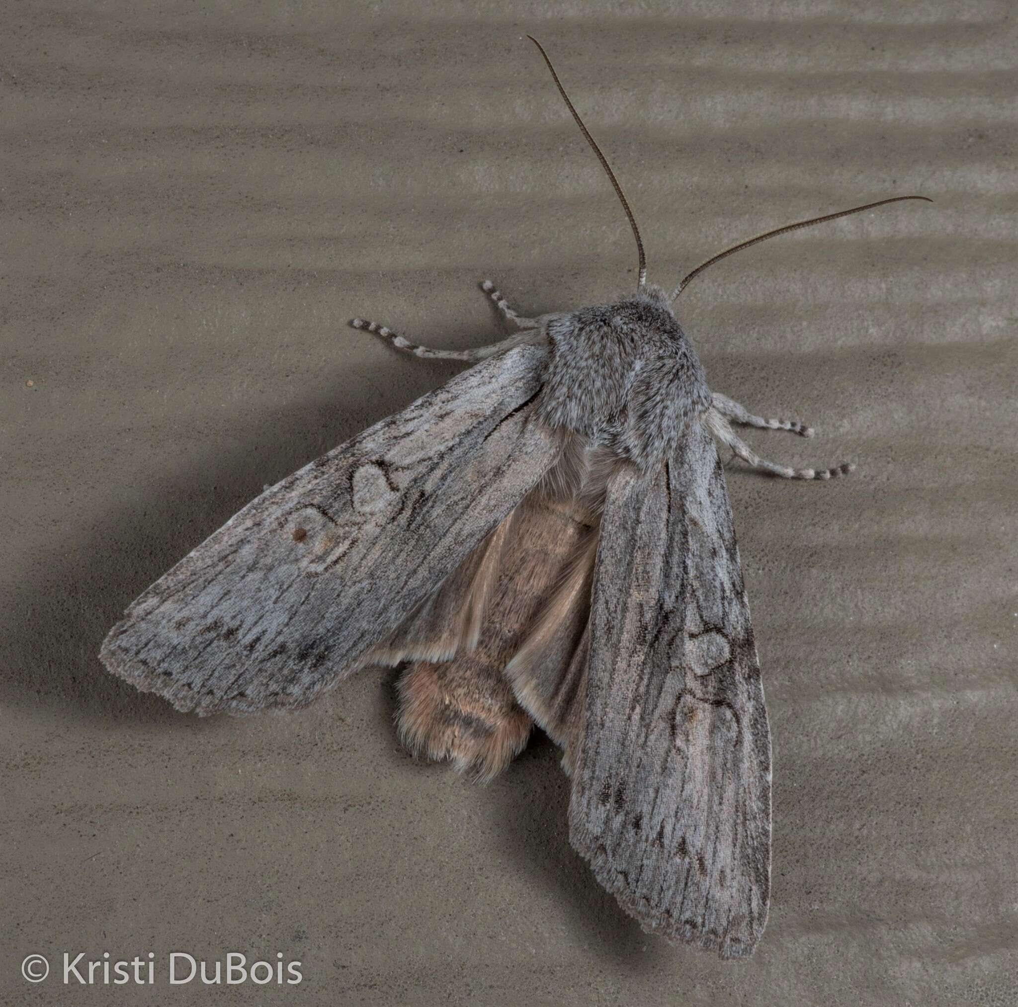 Image of Large Grey Pinion, Green Fruitworm