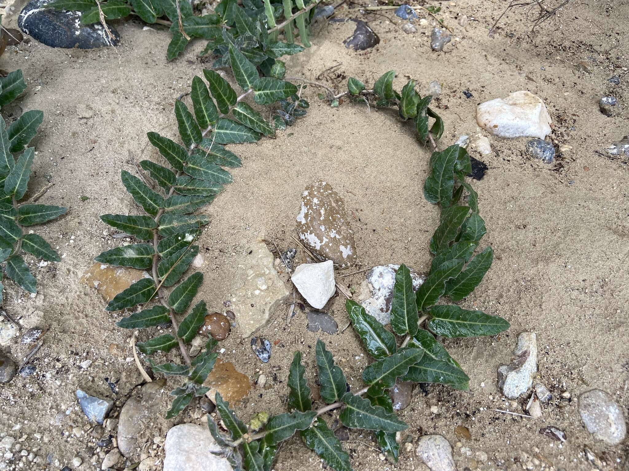 صورة Asclepias prostrata W. H. Blackw.