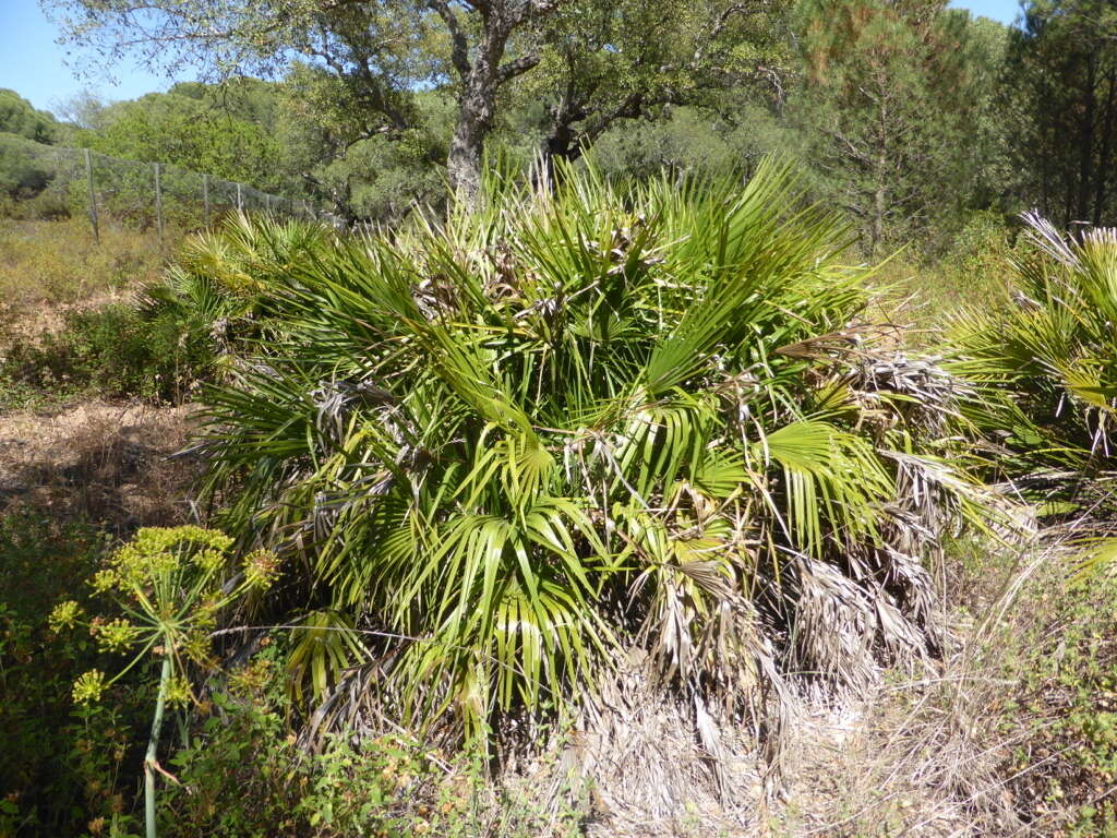 Image of fan palm