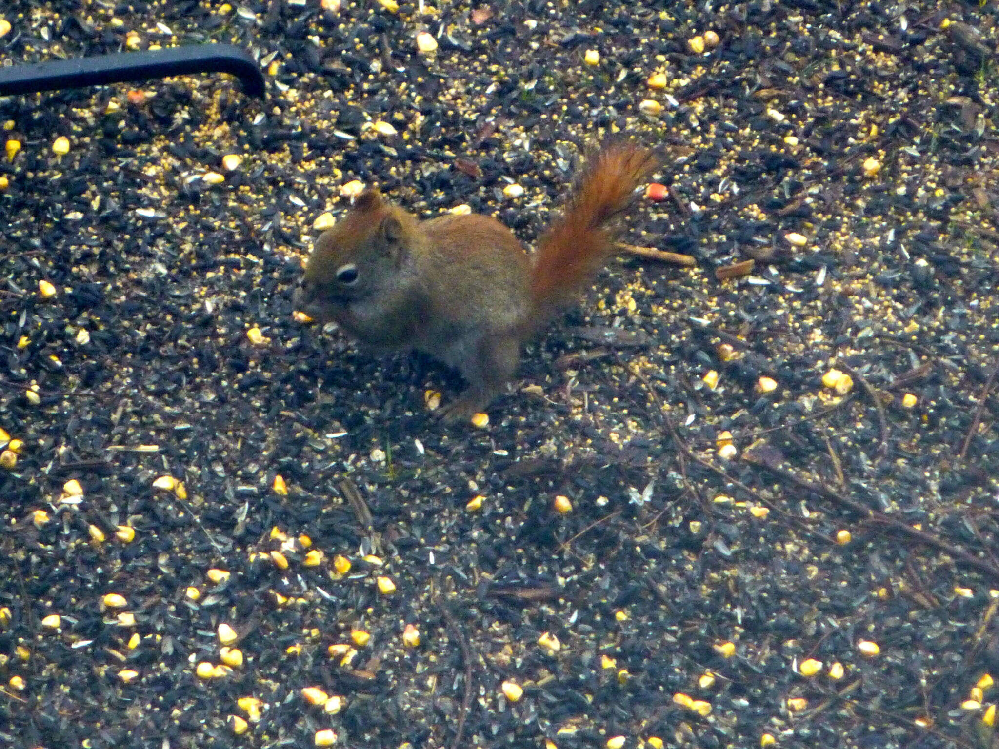 Image of pine squirrel