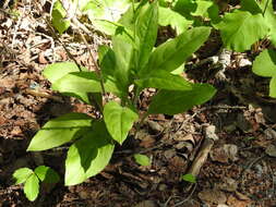 Plancia ëd Andersonglossum boreale (Fernald) J. I. Cohen