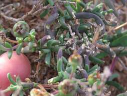 Image of Delosperma multiflorum L. Bol.