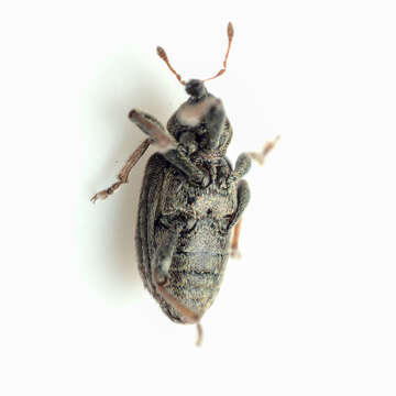 Image of Weevil