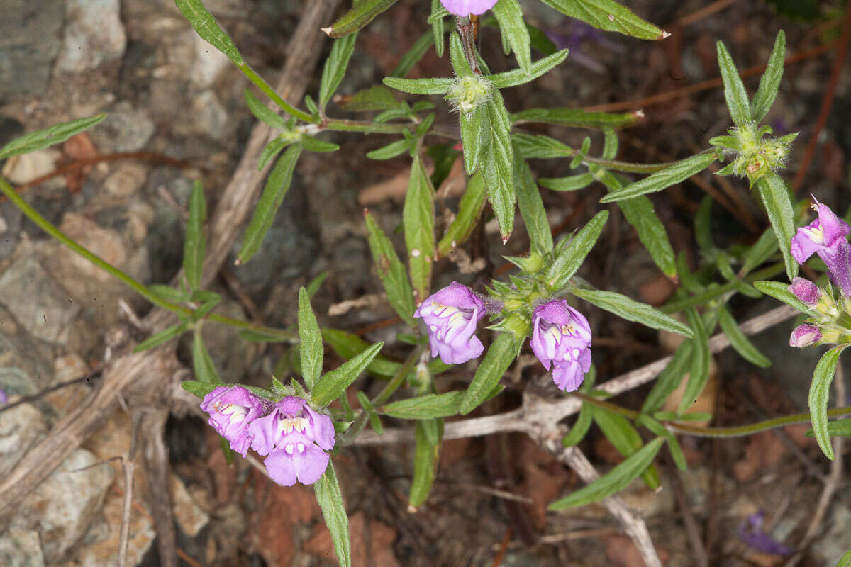 Imagem de Galeopsis angustifolia Ehrh. ex Hoffm.