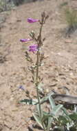 Image of Lone Pine beardtongue