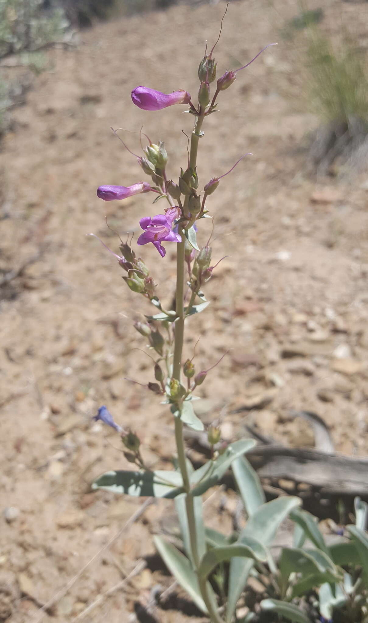 Image of Lone Pine beardtongue