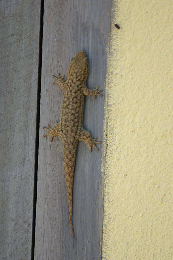 Image of Grandidier's Gecko