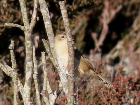 Image of Cisticola juncidis terrestris (Smith & A 1842)