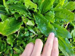 Image of Mexican plantain