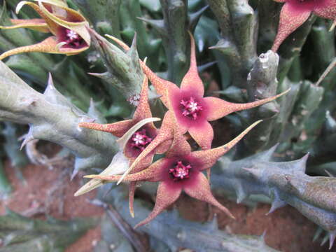 Image of Ceropegia caudata subsp. caudata