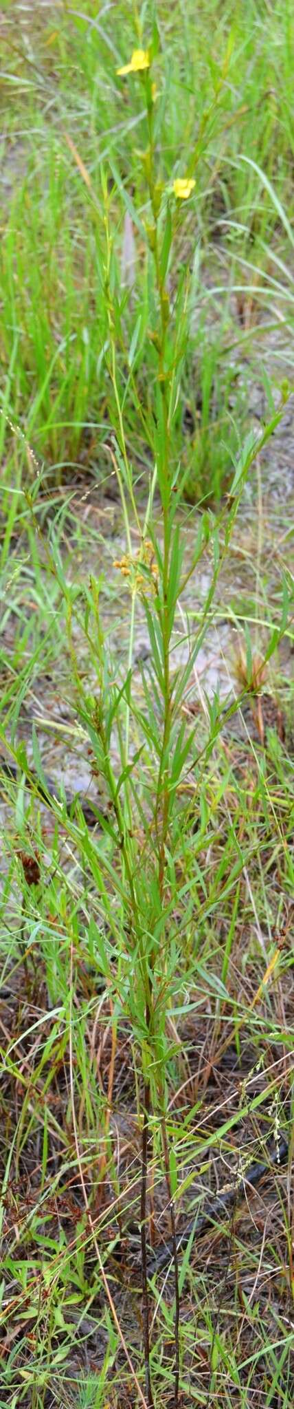 Image de Ludwigia linearis Walt.