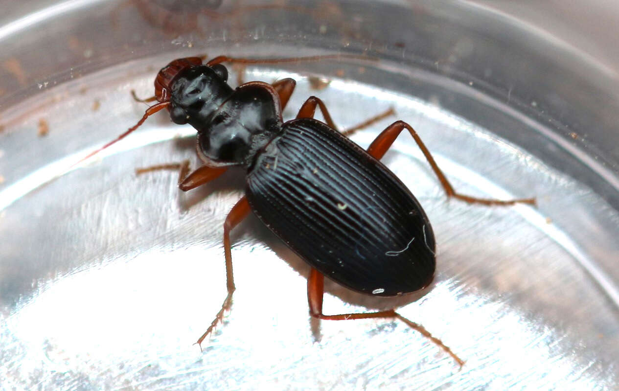 Image of Red-rimmed Plate-jaw