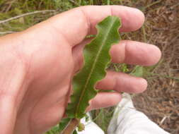 Image of pineland milkweed