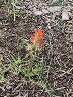 Image of Sacramento Mountain Indian paintbrush