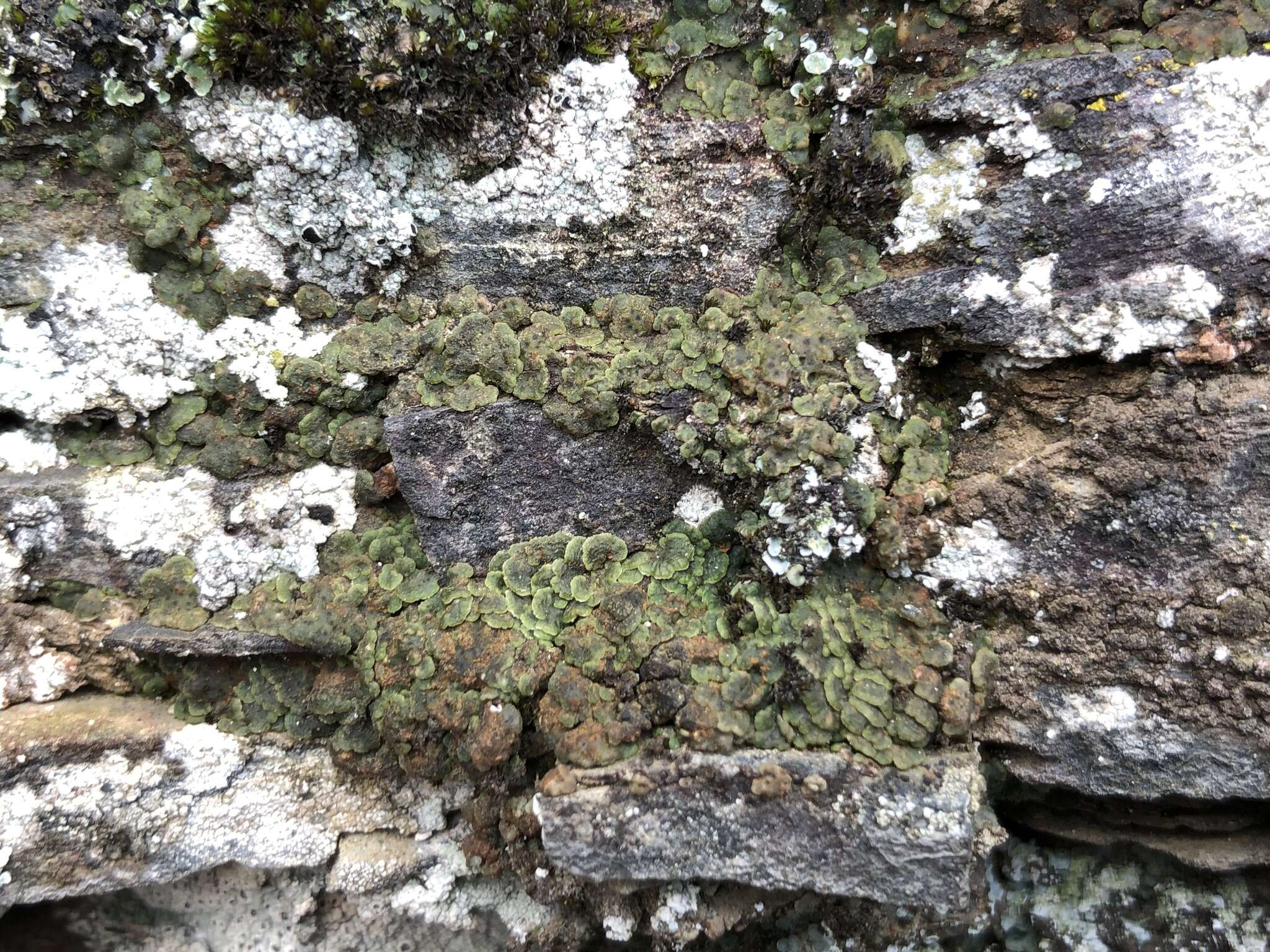 Image of cracked lichen