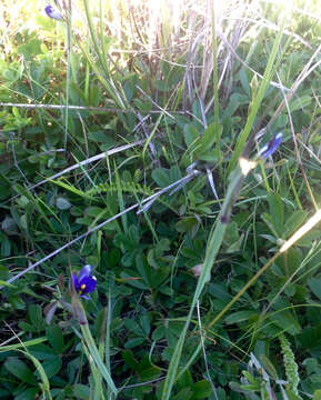 Image of strict blue-eyed grass