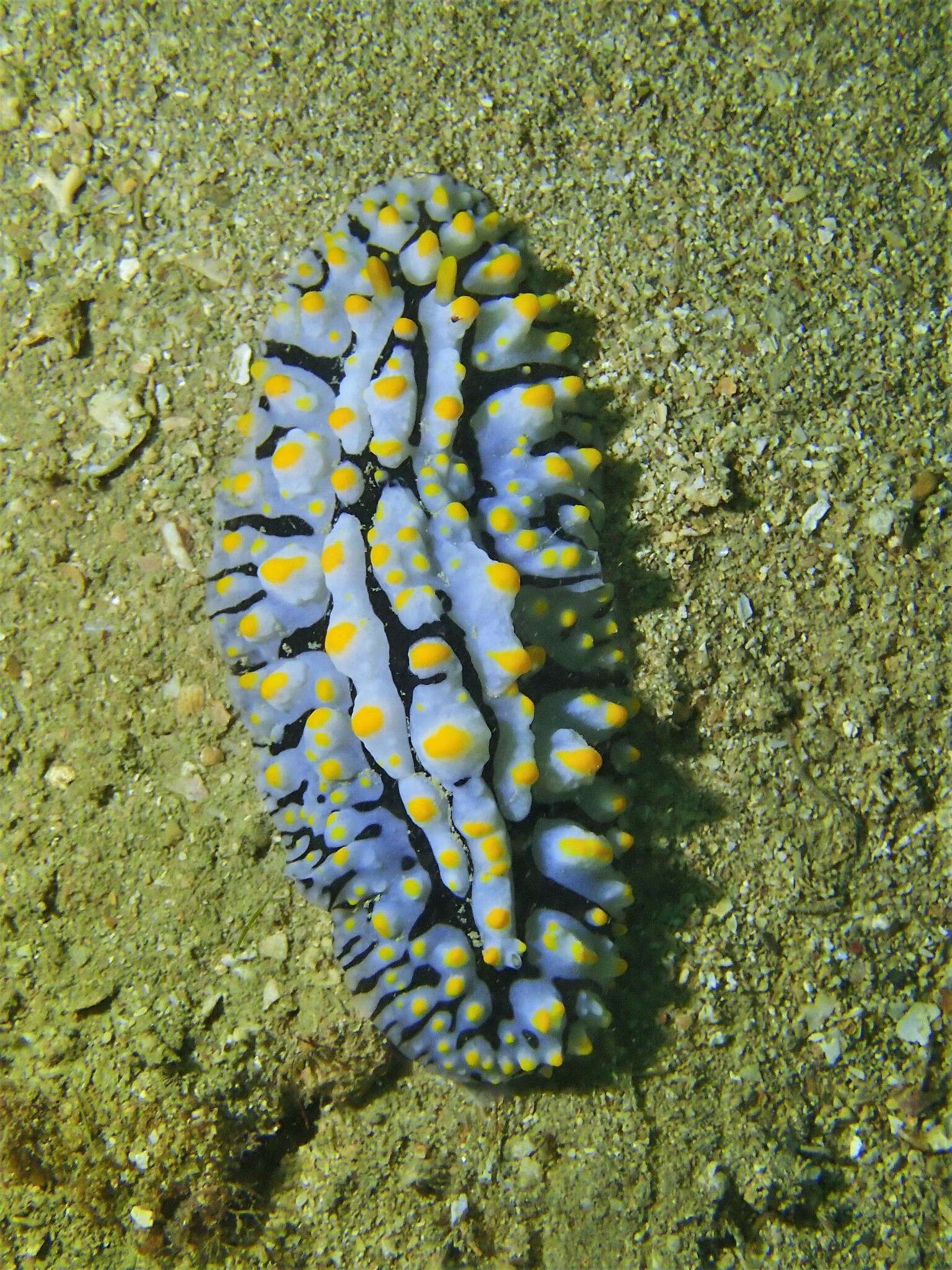 Image of Lumpy black bluegrey orange slug