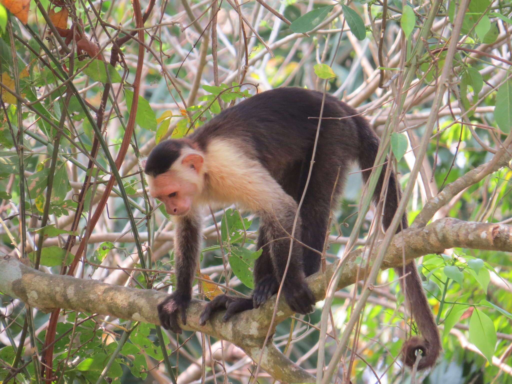 Image of white-faced capuchin