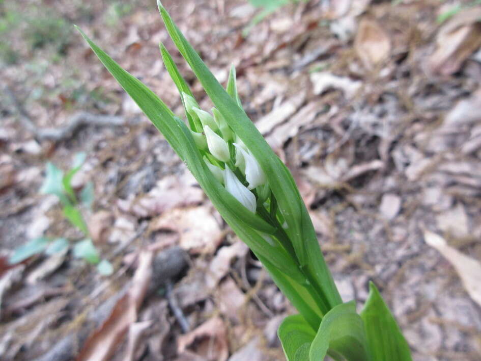 Cephalanthera longibracteata Blume的圖片