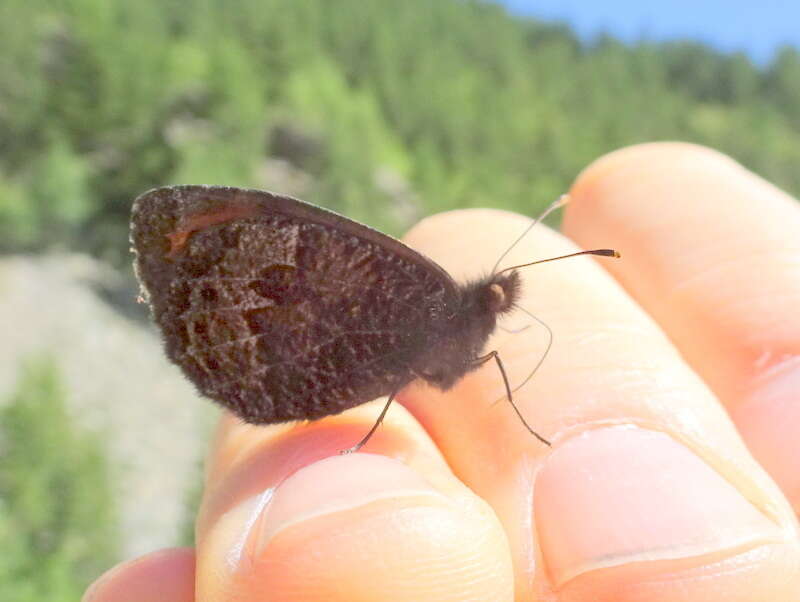 Image of Erebia montanus De Prunner 1798