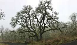 Image of Oregon white oak