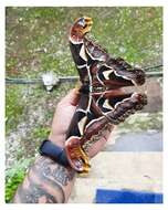 Image of Archaeoattacus edwardsii White 1859