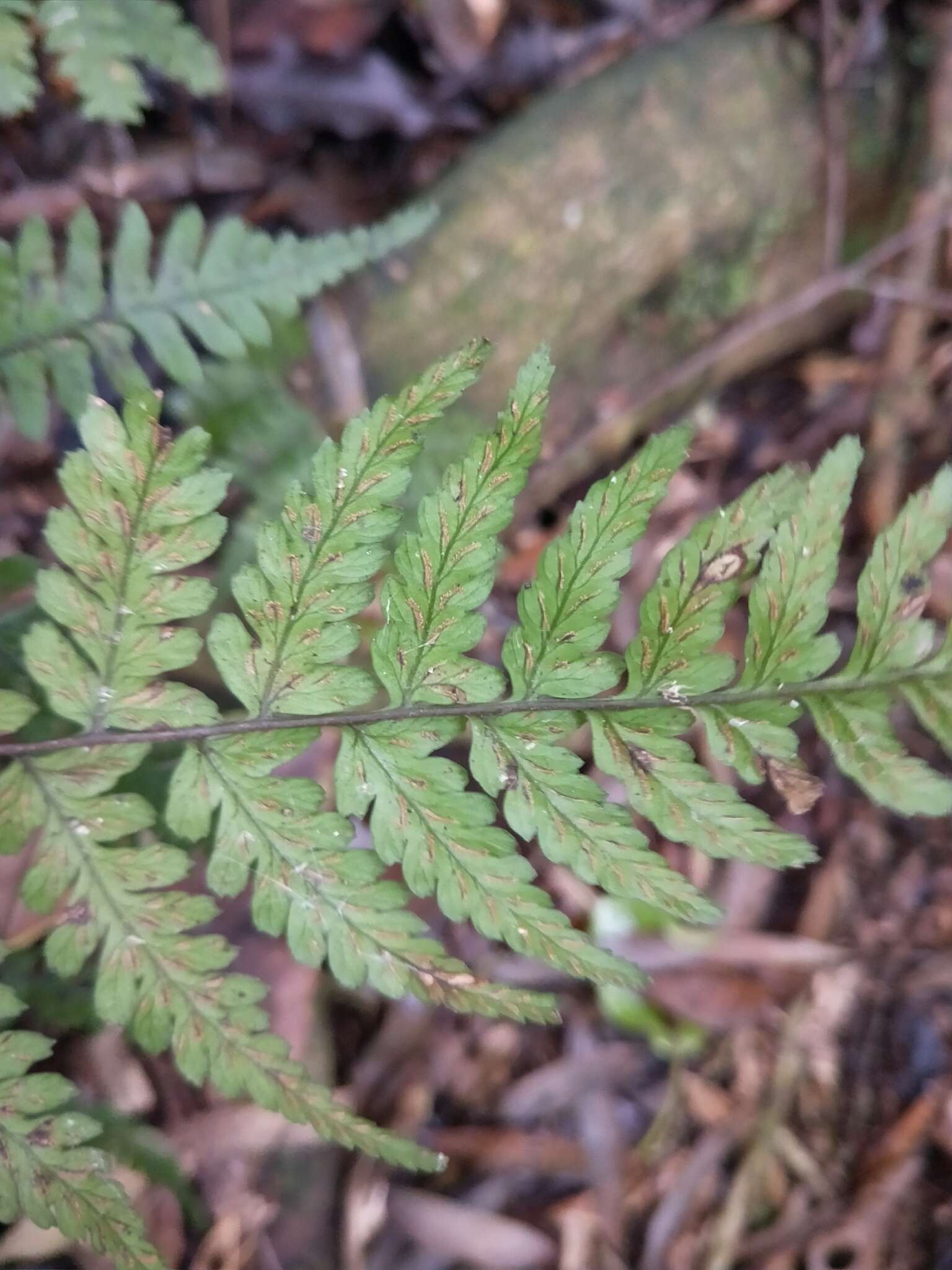 Plancia ëd Athyrium arisanense (Hayata) Tag.