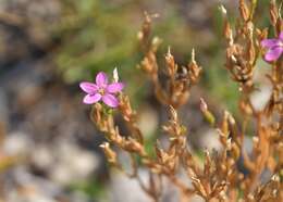 Image of Centaurium littorale subsp. compressum (Hayne) J. Kirschner