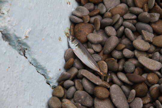 Image of Black Sea Horse Mackerel