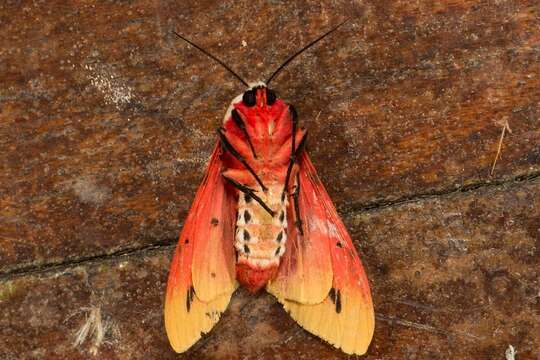 Image of Spilosoma ericsoni Semper 1899