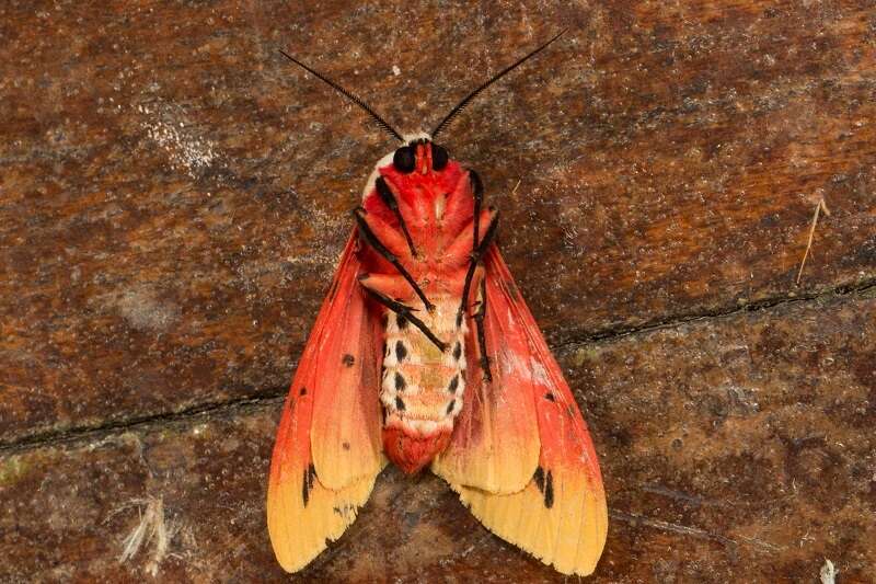 Imagem de Spilosoma ericsoni Semper 1899