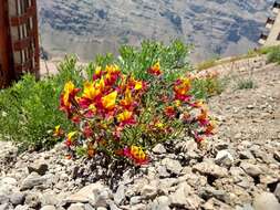 Imagem de Schizanthus coccineus (Phil.) J. M. Watson