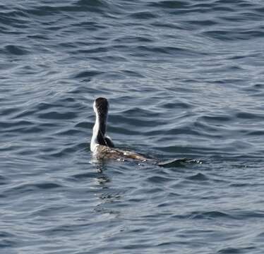 Image of Phalacrocorax varius hypoleucos (Brandt & JF 1837)