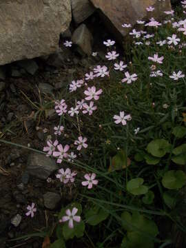 Image of Heliosperma pusillum subsp. albanicum (K. Malý) Niketic & Stevan.