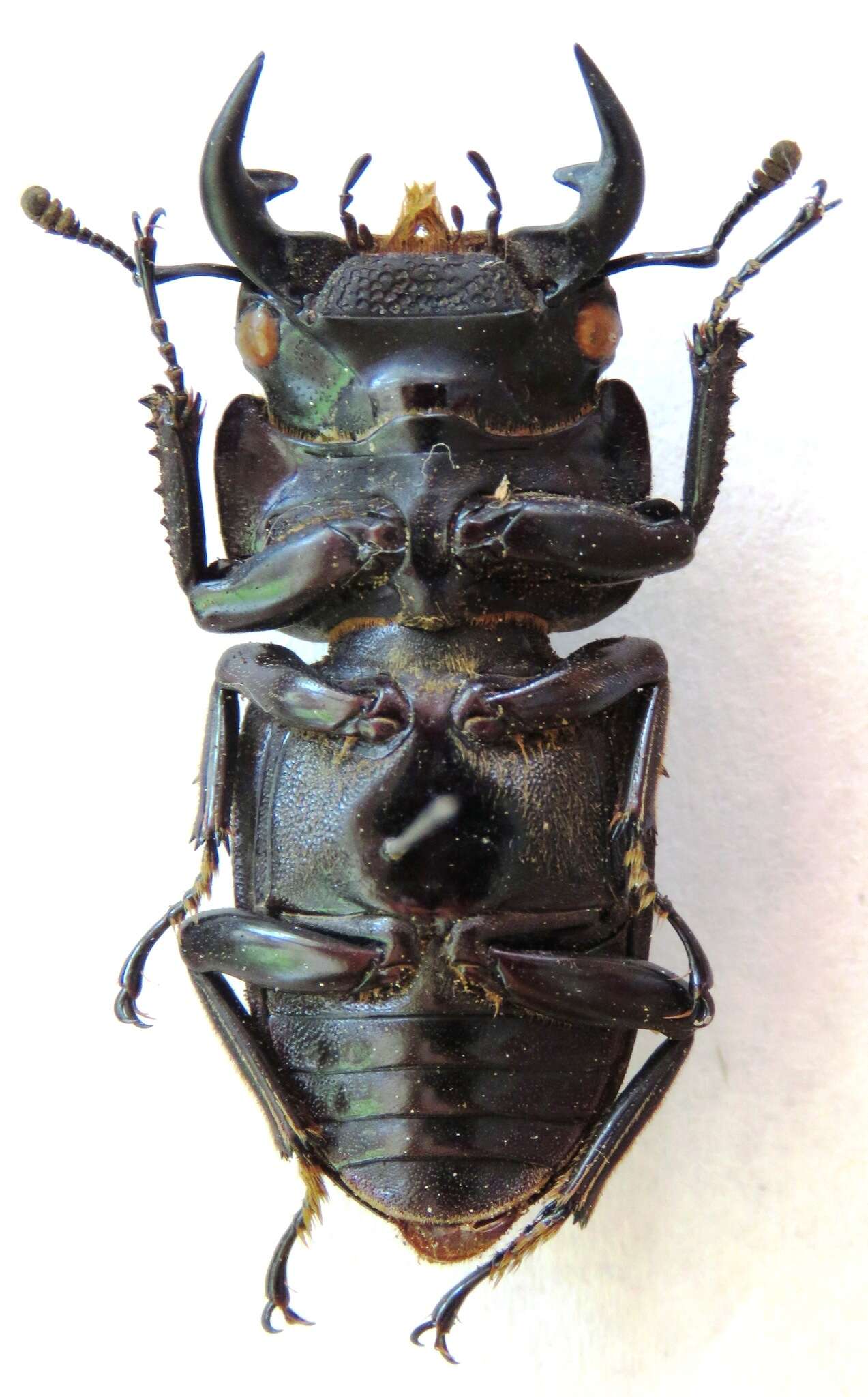 Image of <i>Dorcus <i>curvidens</i></i> curvidens