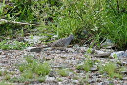 Image of Barred Dove