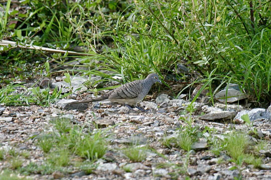 Image of Barred Dove