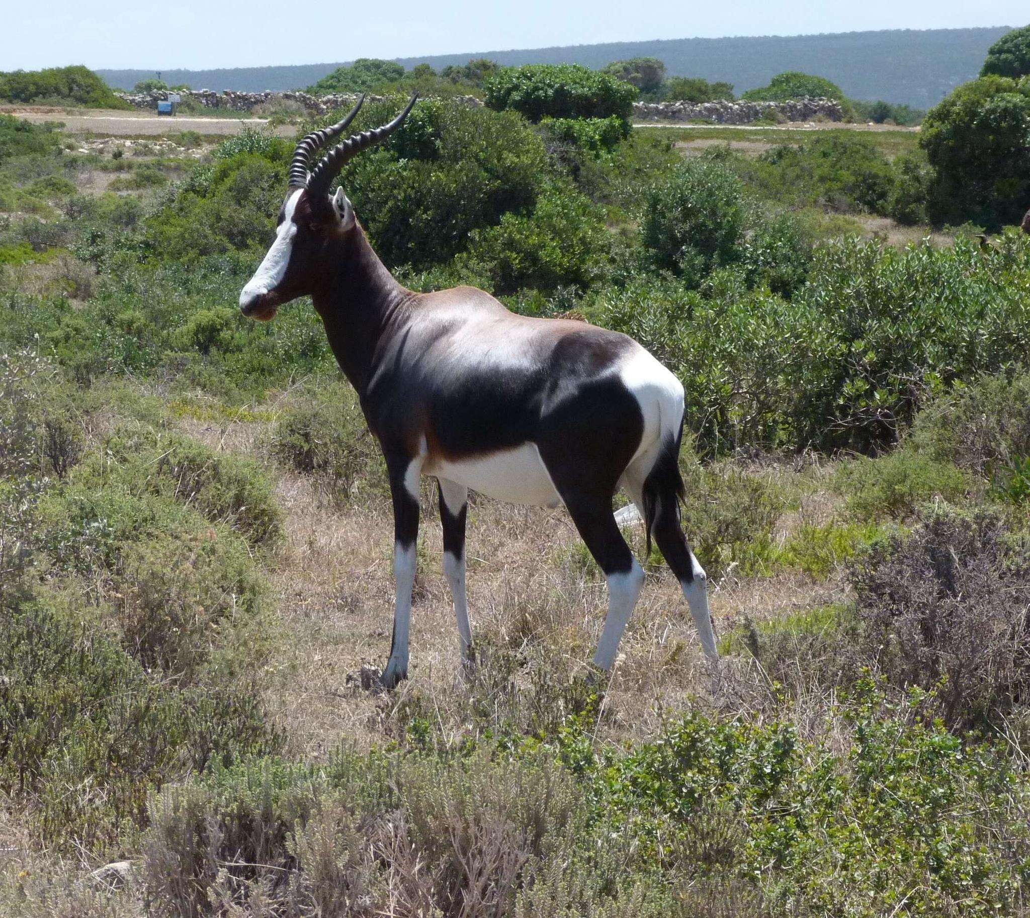 Image of Bontebok