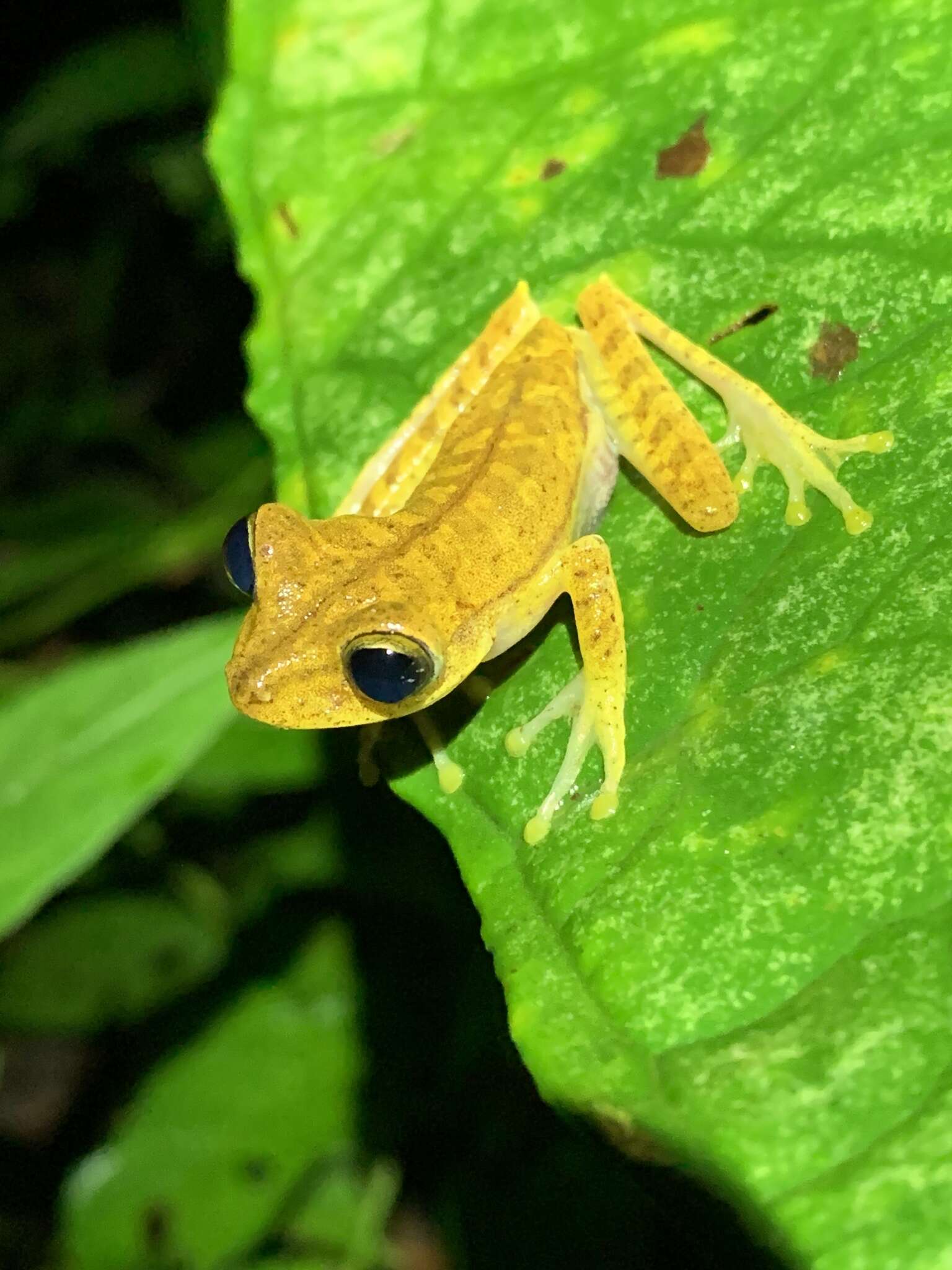 Imagem de Boana almendarizae (Caminer & Ron 2014)