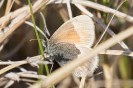 Image of Common Ringlet