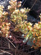 Sedum rubiginosum resmi