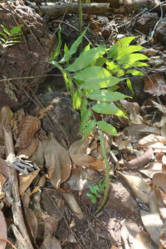 Image of Bolbitis subcrenata (Hook. & Grev.) Ching