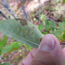 Imagem de Stigmella taeniola (Braun 1925) Newton et al. 1982