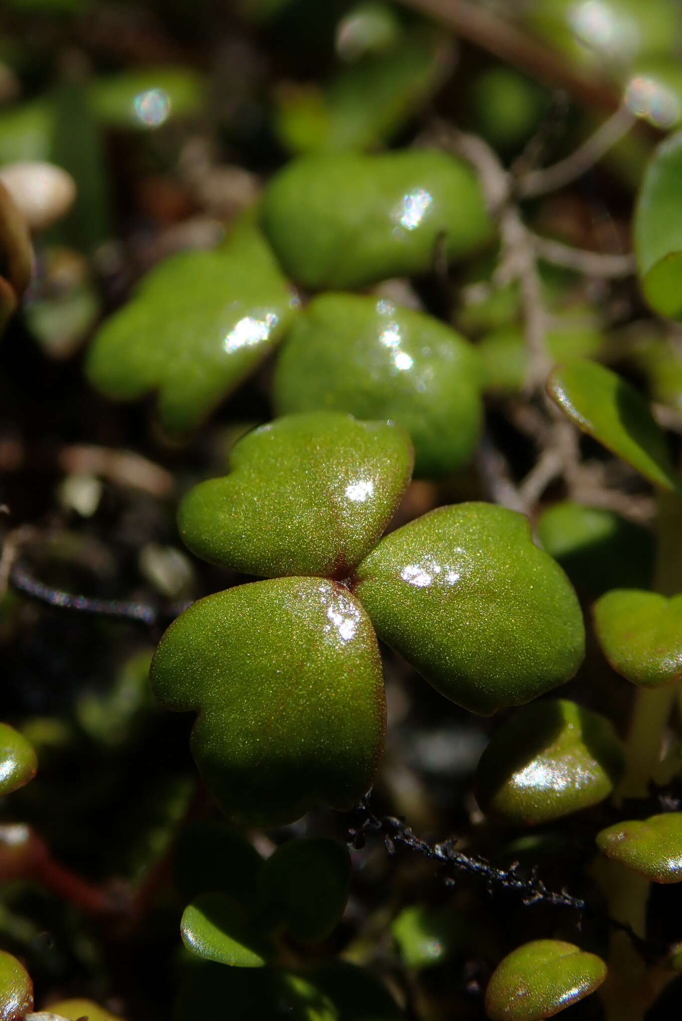 Image of Hydrocotyle tripartita var. hydrophila (Petrie) Cheesem.