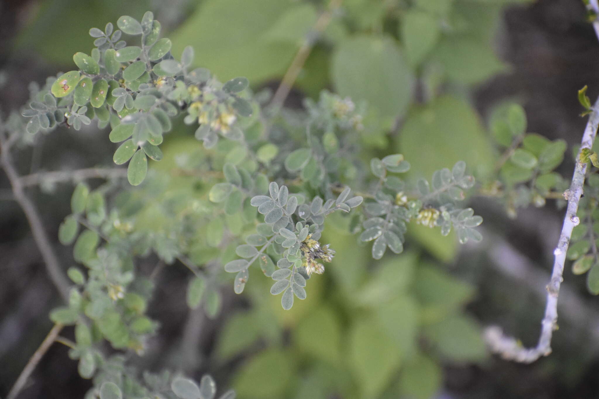 Слика од Dalea scandens var. paucifolia (J. M. Coult.) Barneby