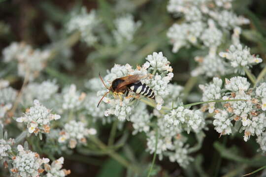 Image of Sphecius antennatus (Klug 1845)