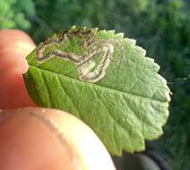 Image of rose leaf miner