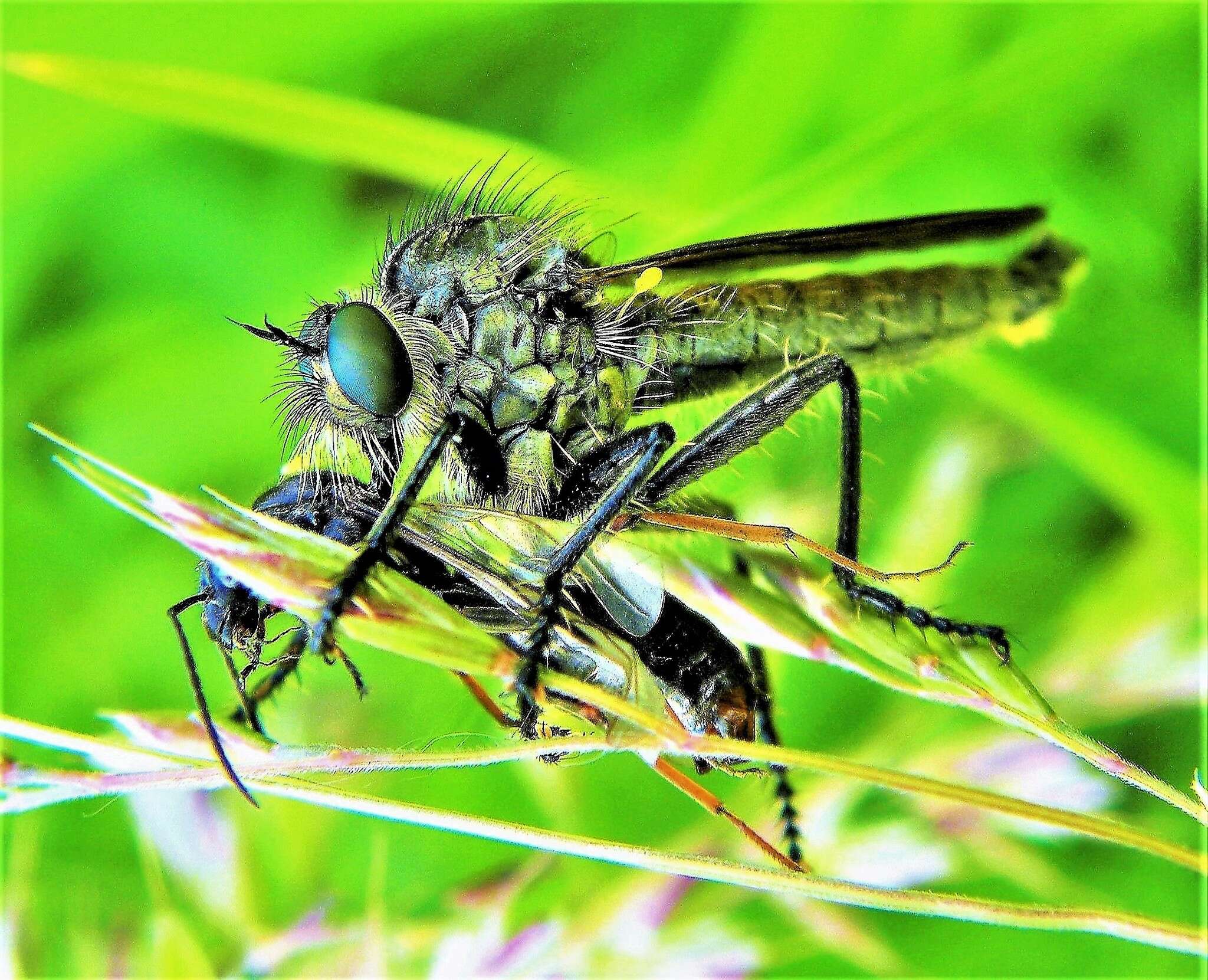 Image of Dysmachus fuscipennis (Meigen 1820)